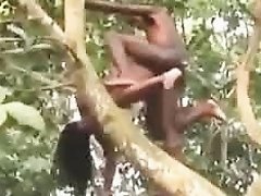 sex position on tree